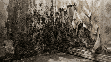 professional mold remediation and water damage restoration